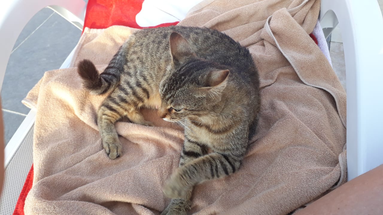 Hotelkatze Adalya Resort & Spa - Adults Only