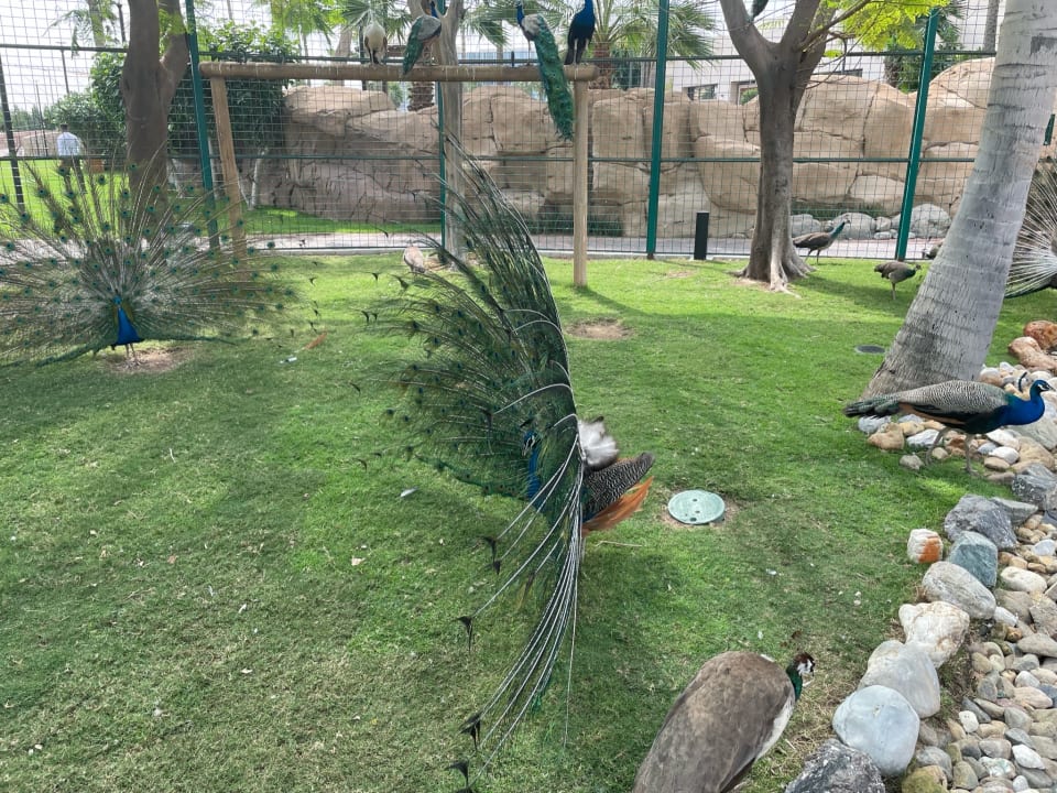 Gartenanlage Grand Hyatt Dubai