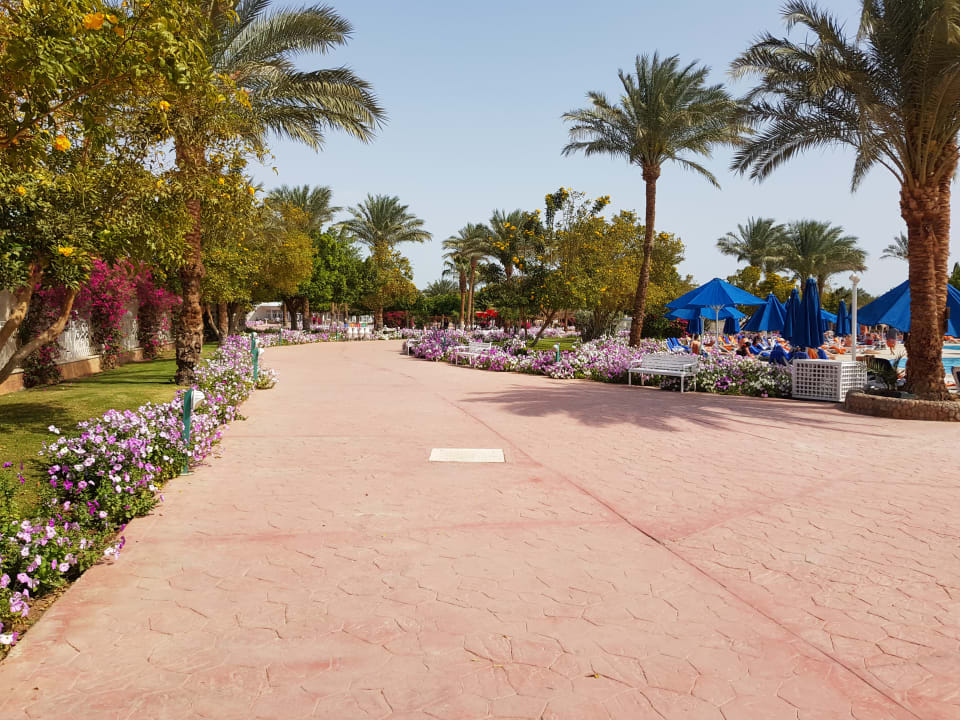 Gartenanlage Desert Rose