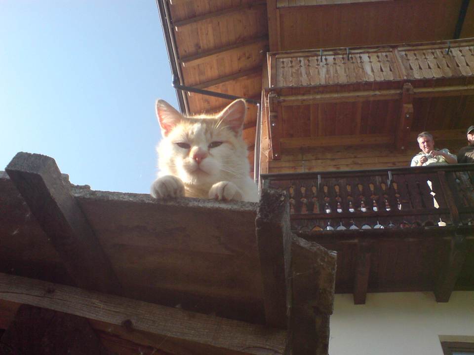 Der Tiger vom Innichberg Gadenhof