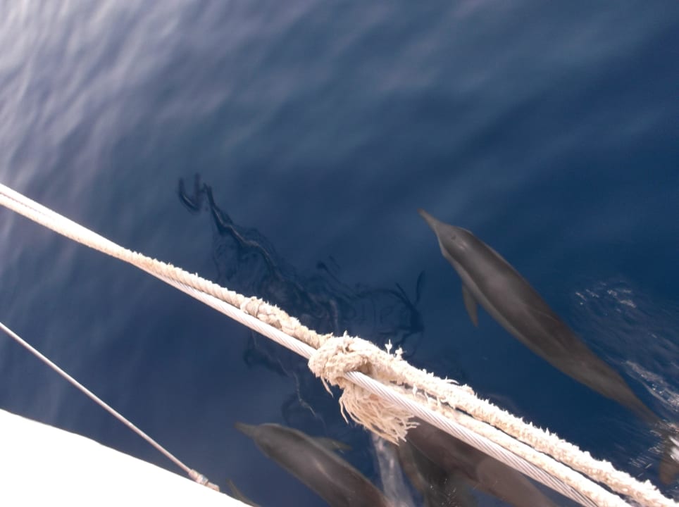 Delfine als Begleiter Kuredu Island Resort & Spa