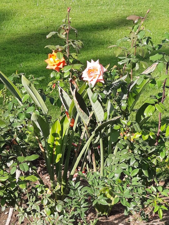 Gartenanlage Amarina Abu Soma Resort & Aquapark