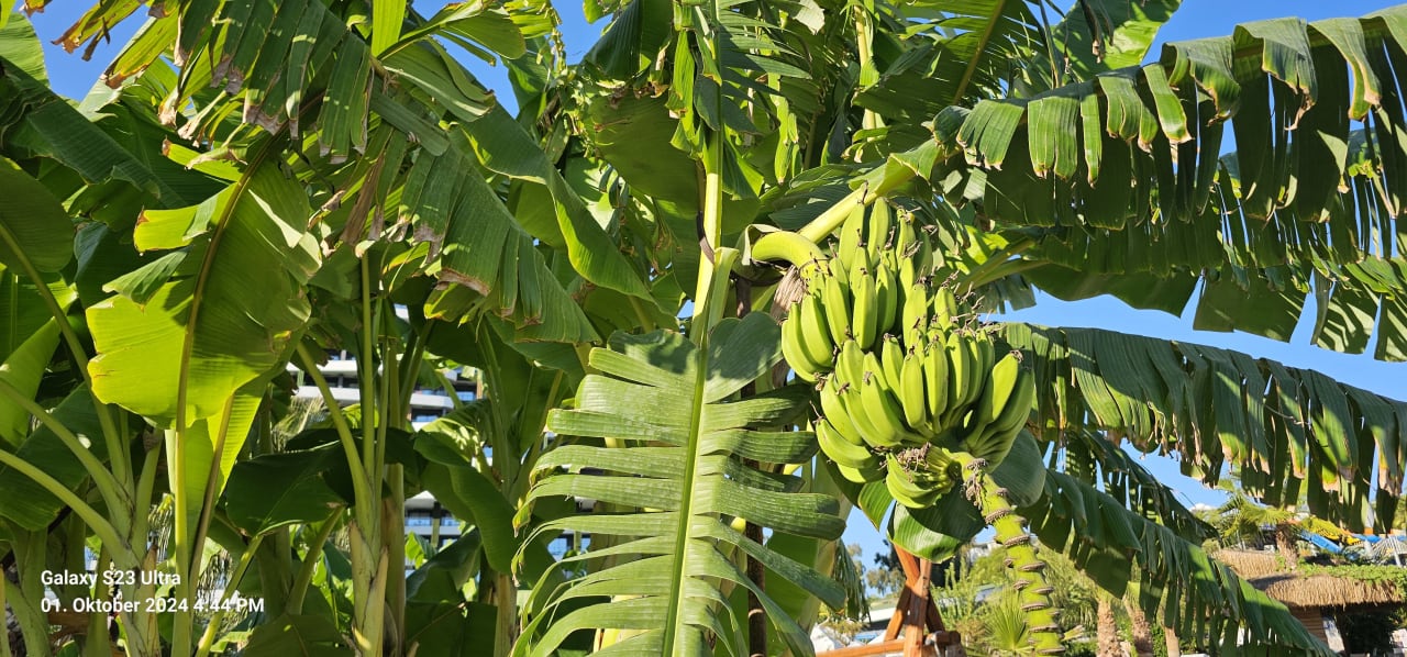 Gartenanlage Mylome Luxury Hotel & Resort