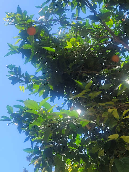 Gartenanlage Domes Aulus Elounda All-Inclusive Resort, Curio Collection by Hilton