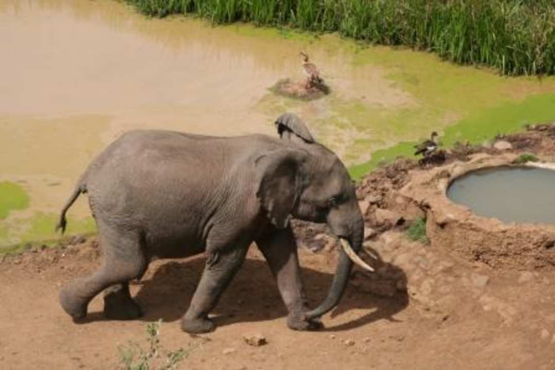 Elefant am Wasserloch Hotel Serena Mountain Lodge