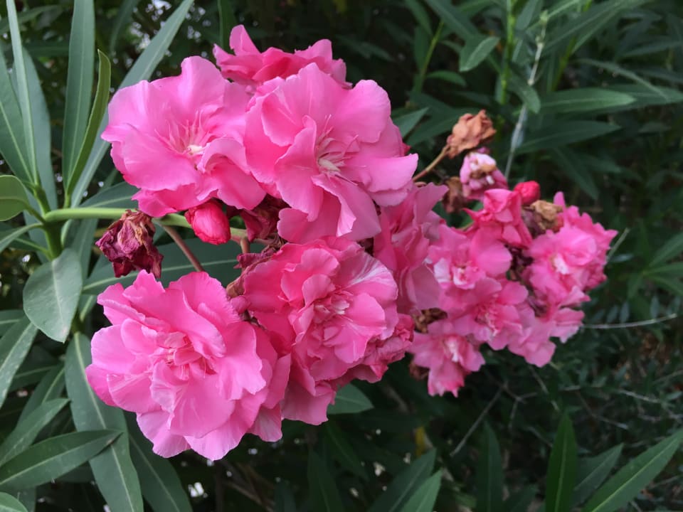 Gartenanlage Hotel Best Sol d'Or