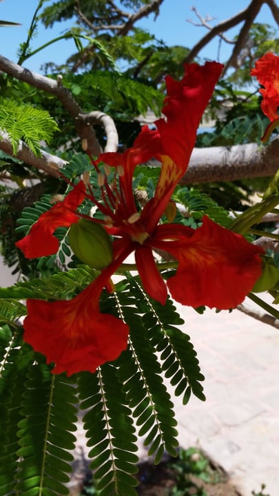 Tolle Blumen! Steigenberger Coraya Beach - Adults only