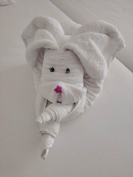 Zimmer JAZ Elite Asteria