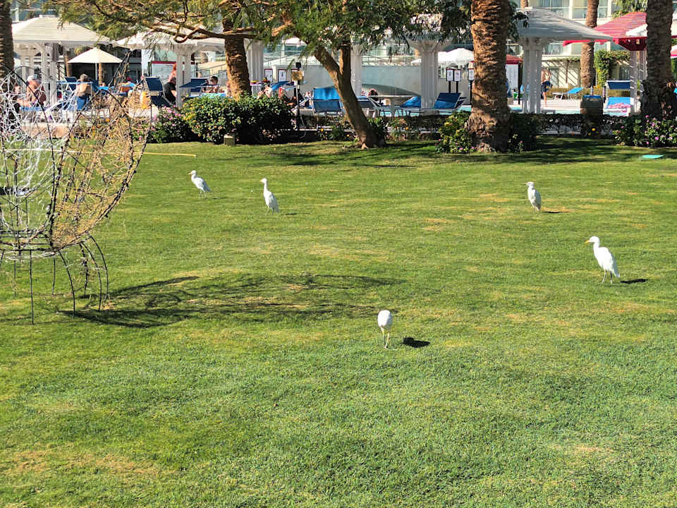 Gartenanlage Amarina Abu Soma Resort & Aquapark