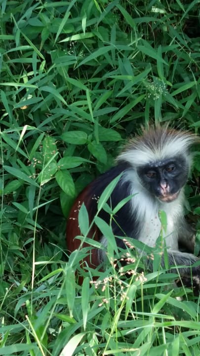 Ich bin schön Royal Zanzibar Beach Resort