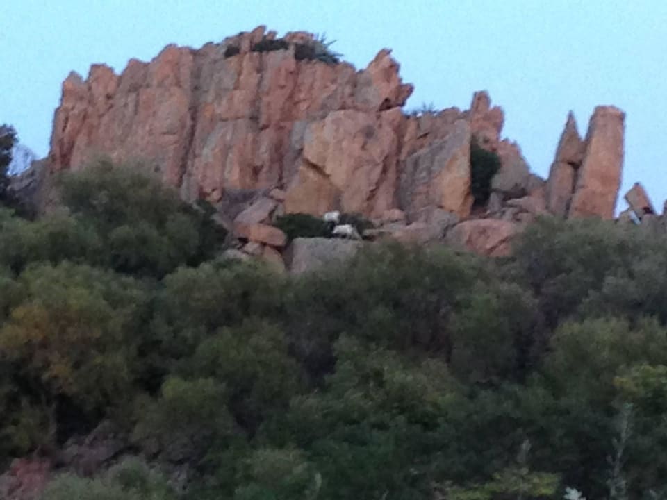 Die Ziegen! Arbatax Park Resort - Borgo Cala Moresca