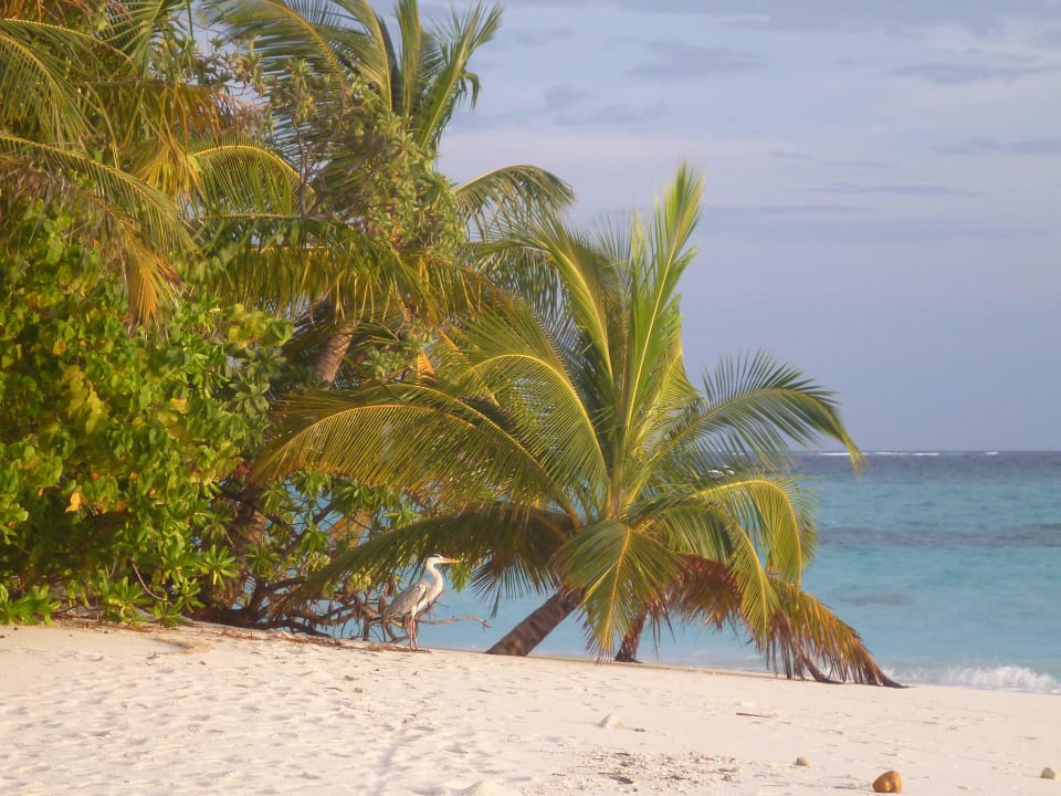 Blick auf das Ostende, neben der Sunset-Bar Fihalhohi Maldives