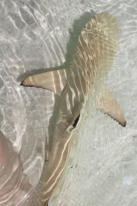 Strand Kuredu Island Resort & Spa