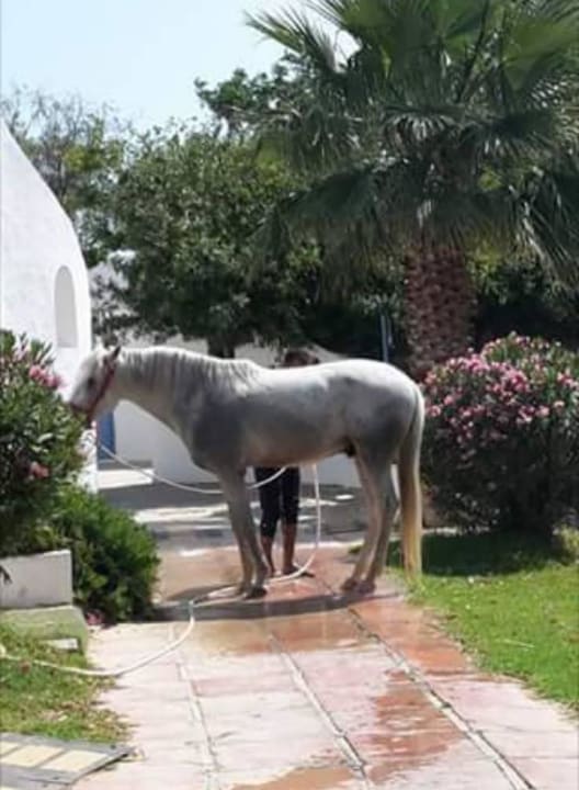 Immer gepflegt! Samira Club