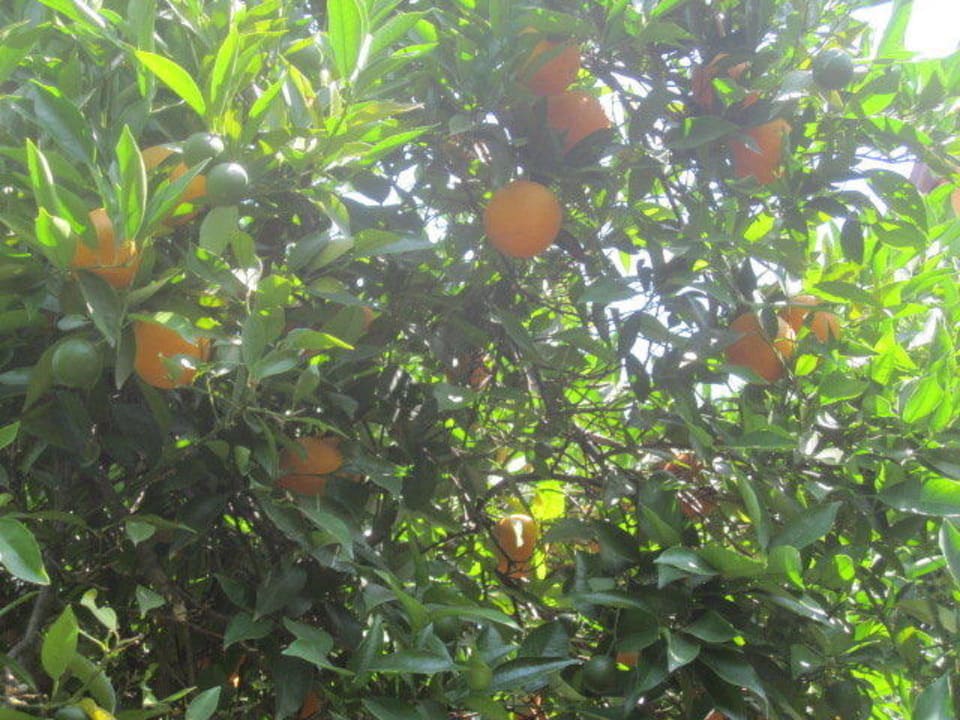 Orangenbaum Dosi Hotel