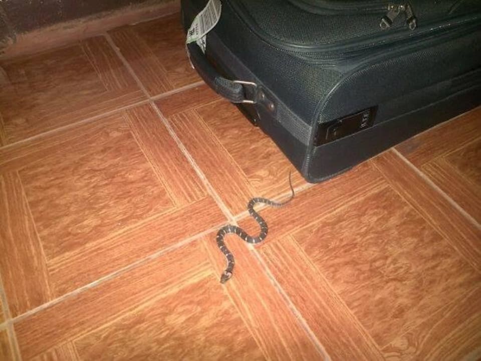Snake in our room Guesthouse Dato Farm