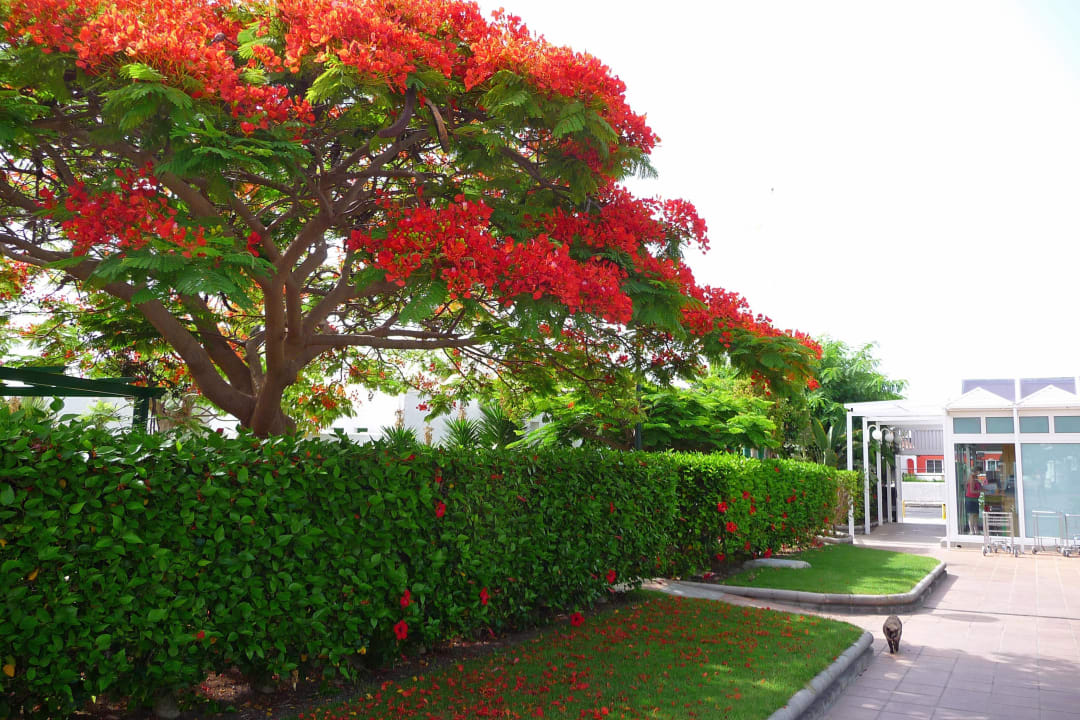 Eingang bei der Rezeption Bungalows Cordial Sandy Golf