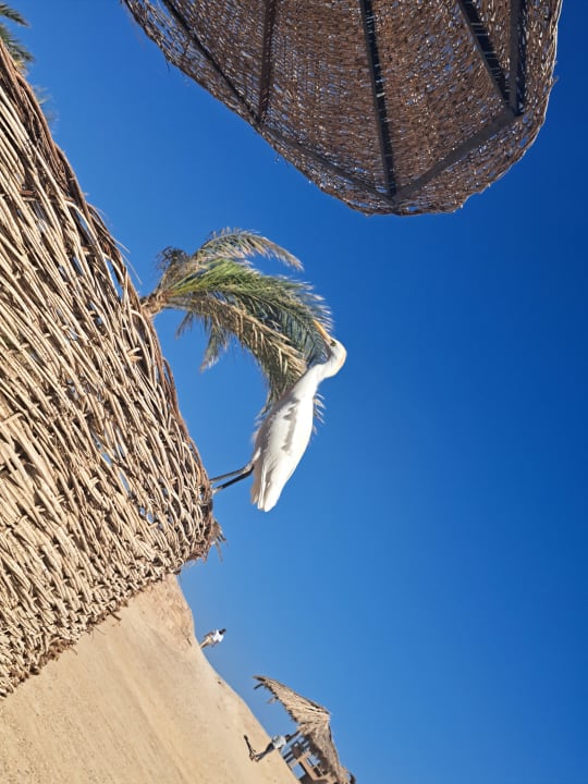 Strand Pensée Royal Garden Beach Resort