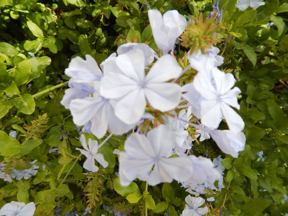 Royal Belvedere 4* Royal & Imperial Belvedere Resort