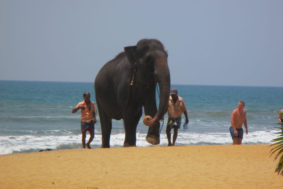 Elefant Monika Turyaa Kalutara