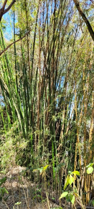 Gartenanlage Hotel Buena Vista