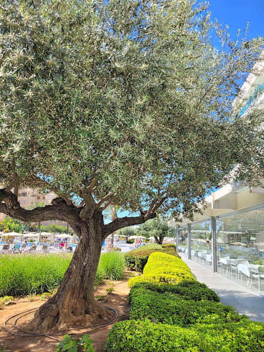 Gartenanlage Hipotels Gran Playa De Palma