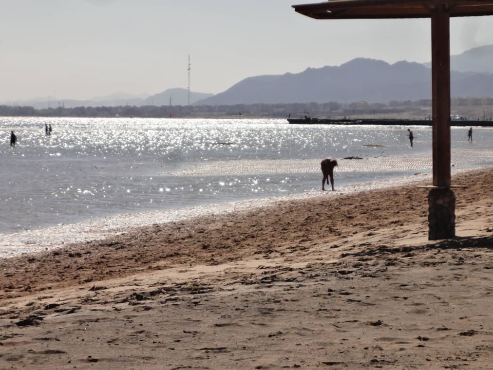 Strand Shams Prestige Abu Soma-Adults Only