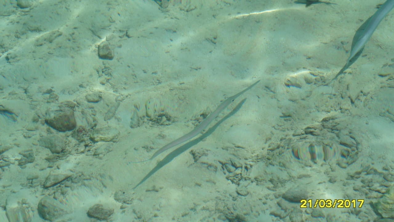 Fische bis in die Lagune Biyadhoo Island Resort