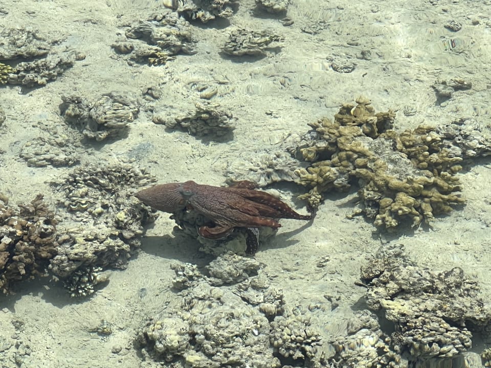 Strand Stella Garden Resort & Spa, Makadi Bay