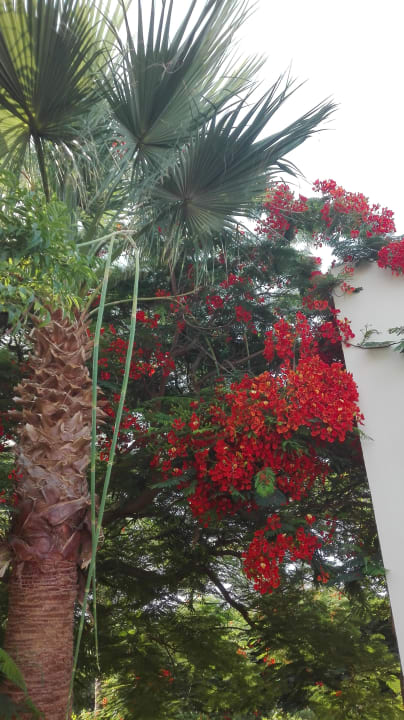 Gartenanlage Desert Rose