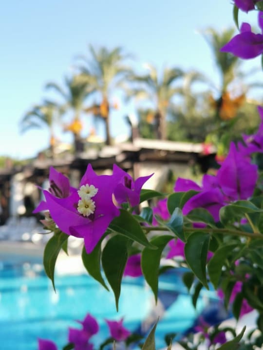 Gartenanlage Belek Beach Resort Hotel