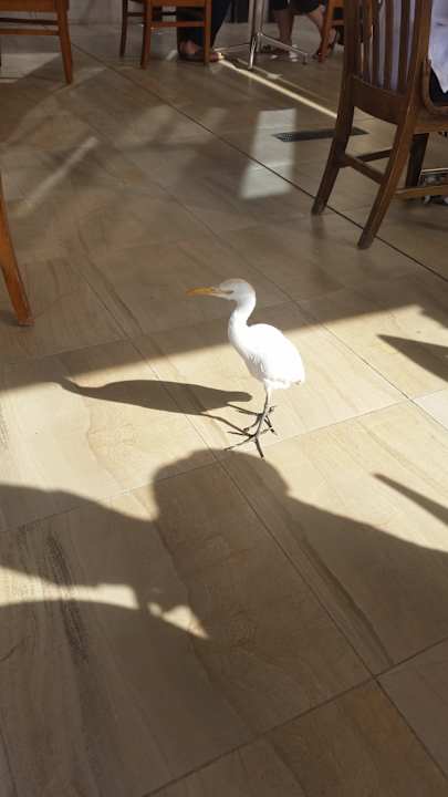 Gastro Pickalbatros Alf Leila Wa Leila Resort - Neverland Hurghada