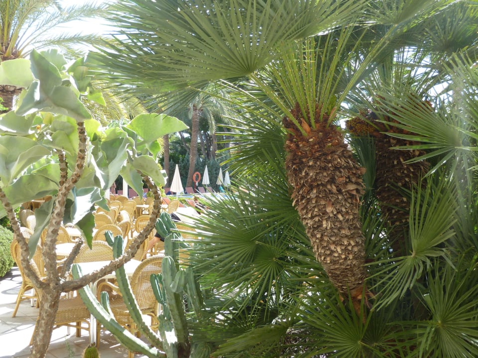 Poolbar mit Bepflanzung Aparthotel Ivory Playa