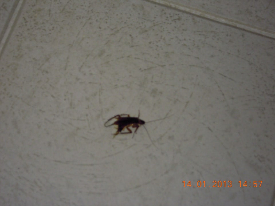 Karaluch na podlodze Muthu Playa Varadero