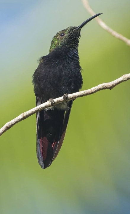 Kolibri Hotel Viva Dominicus Palace by Wyndham-All Inclusive Resort