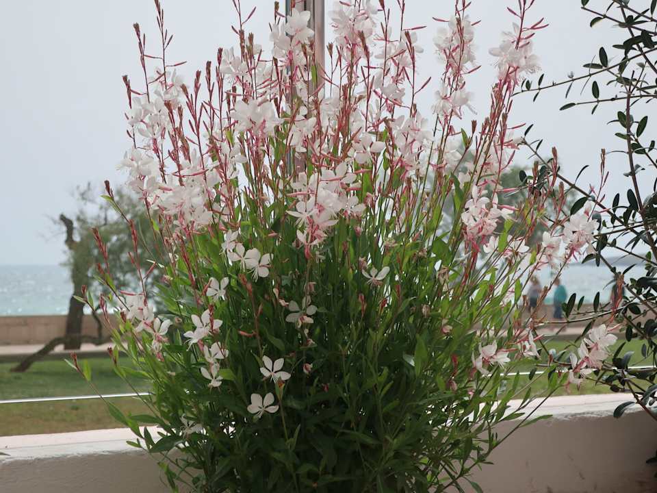 Gartenanlage Hipotels Flamenco