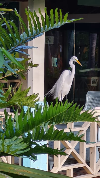 Gartenanlage Iberostar Selection Coral Bávaro