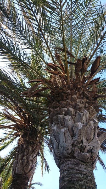 Gartenanlage Calimera Fido Gardens