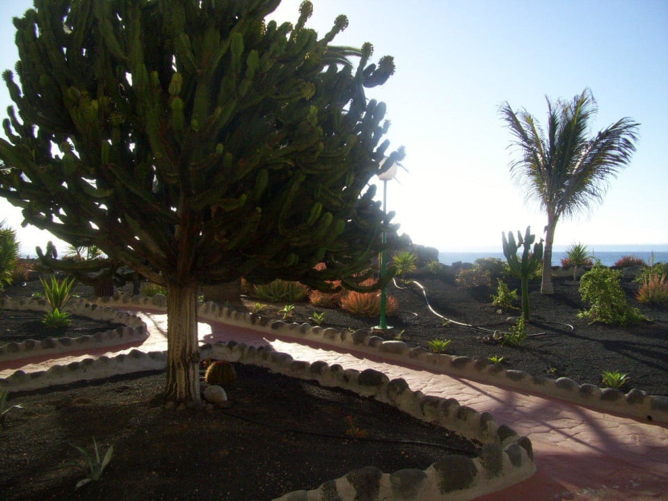 Garten SBH Hotel Royal Monica