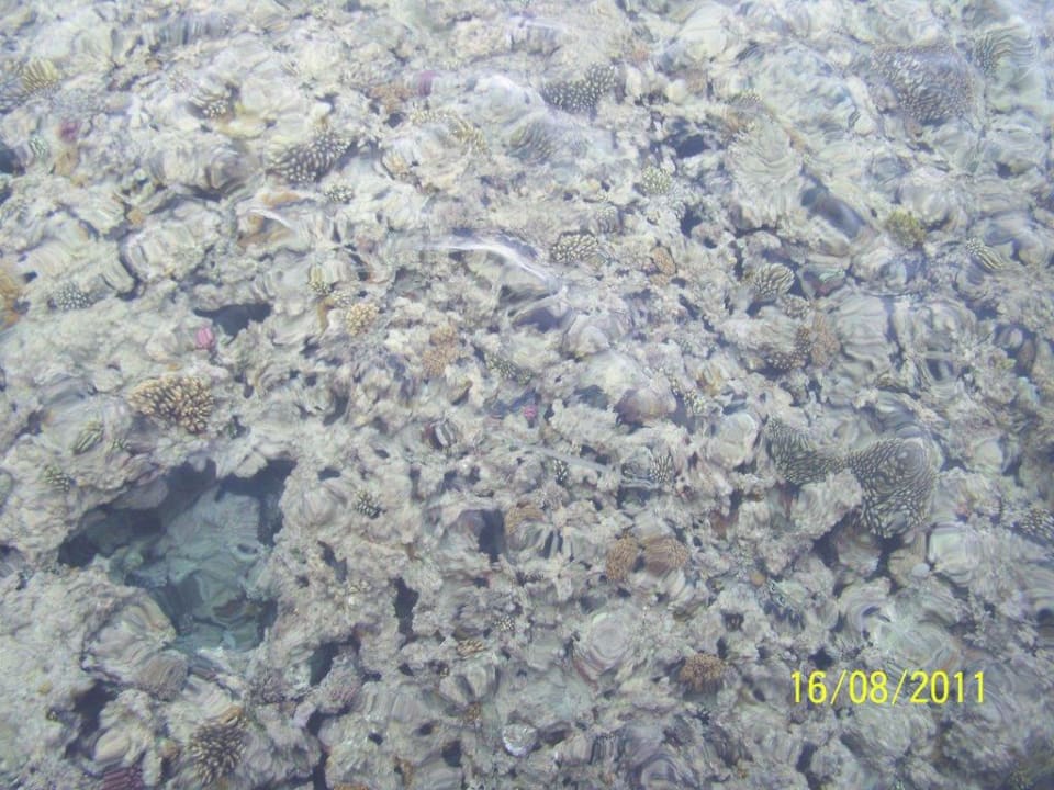 Blick vom Steg aufs das Riffdach Stella Beach Resort & Spa Makadi Bay