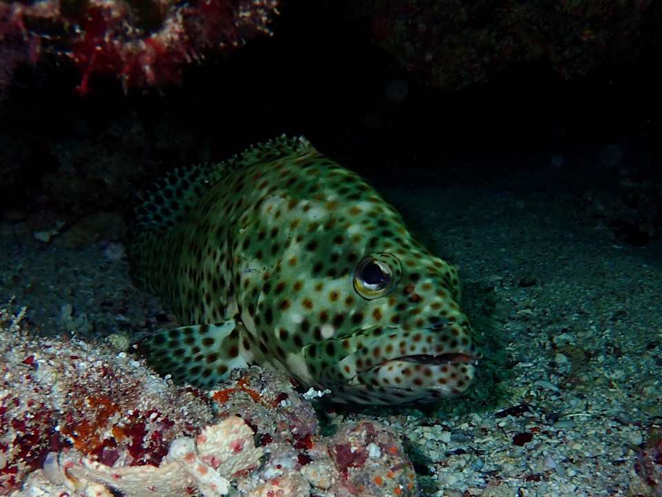 Sport & Freizeit Beach Safari Nubian Resort