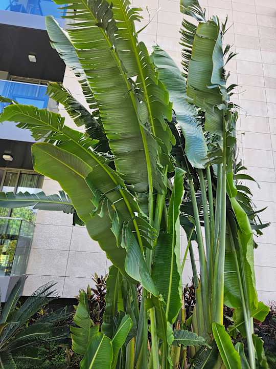 Gartenanlage Hotel Golden Residence