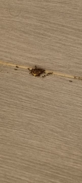 Zimmer Hotel Riu Republica - Adults only