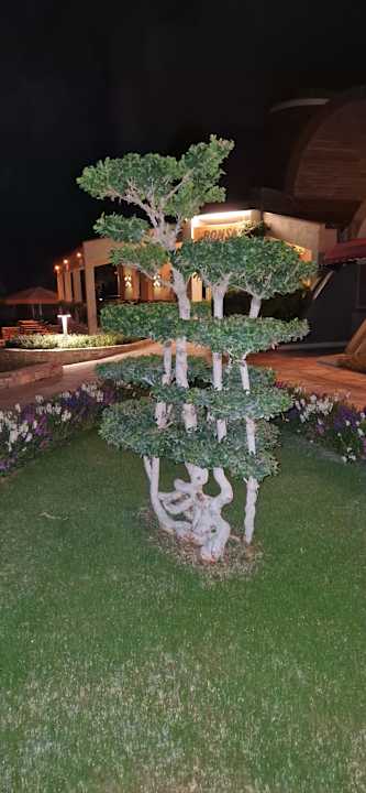 Gartenanlage Arum Barut Collection
