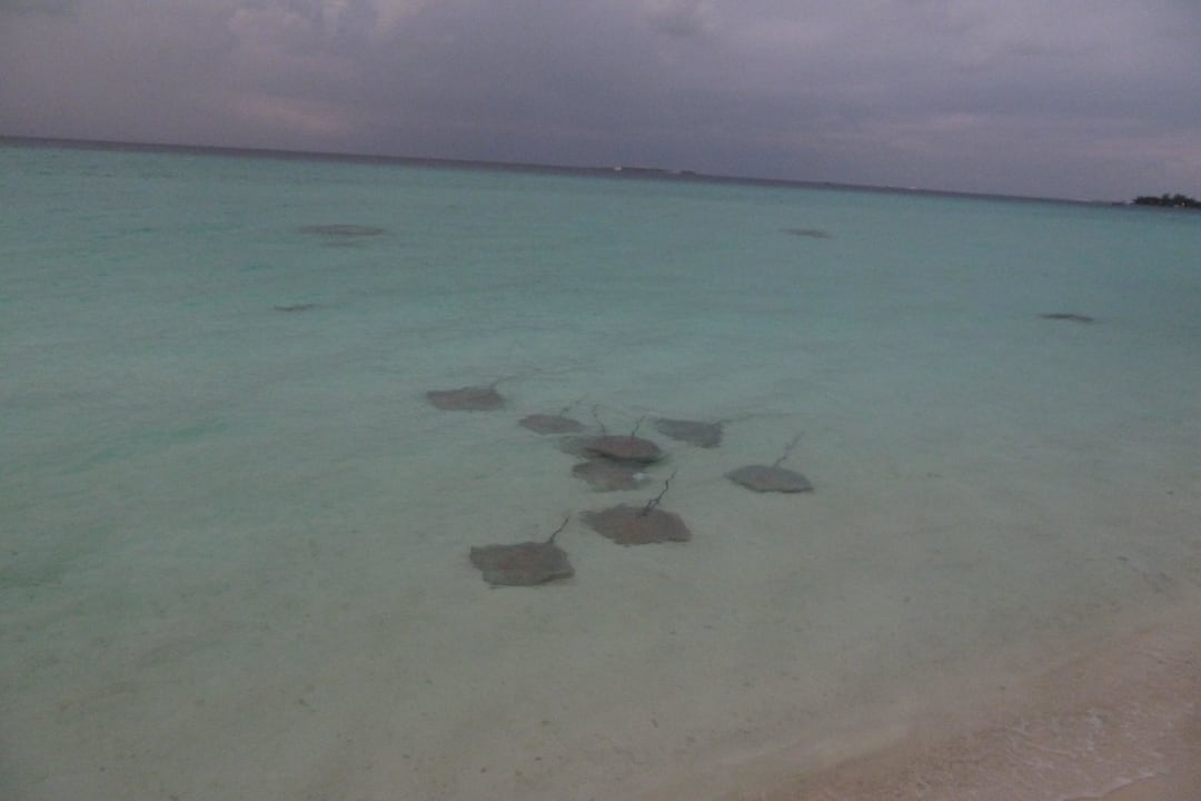 Stachelrochen Kuramathi Maldives