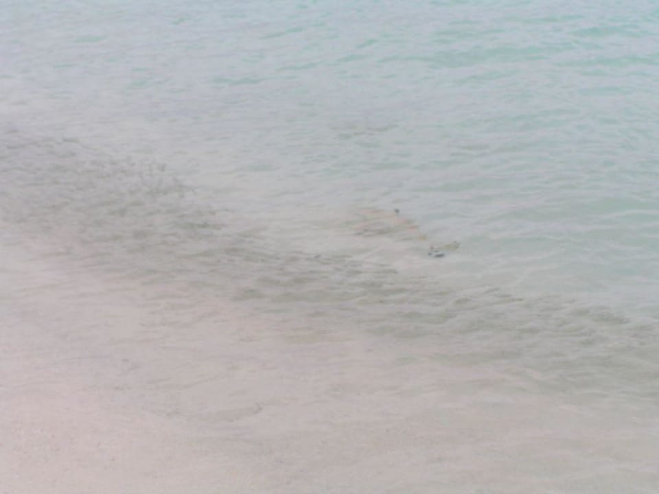 Schwarzspitzenriffhai auf der Jagd Summer Island Maldives