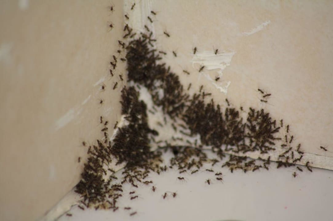 Angriff der Killerameisen Bungalows Cordial Sandy Golf