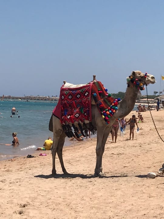 Strand Jaz Makadi Oasis Resort