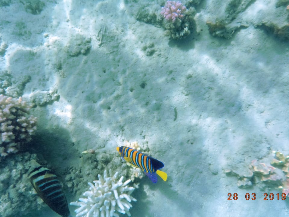 Sport & Freizeit Steigenberger Coraya Beach - Adults only