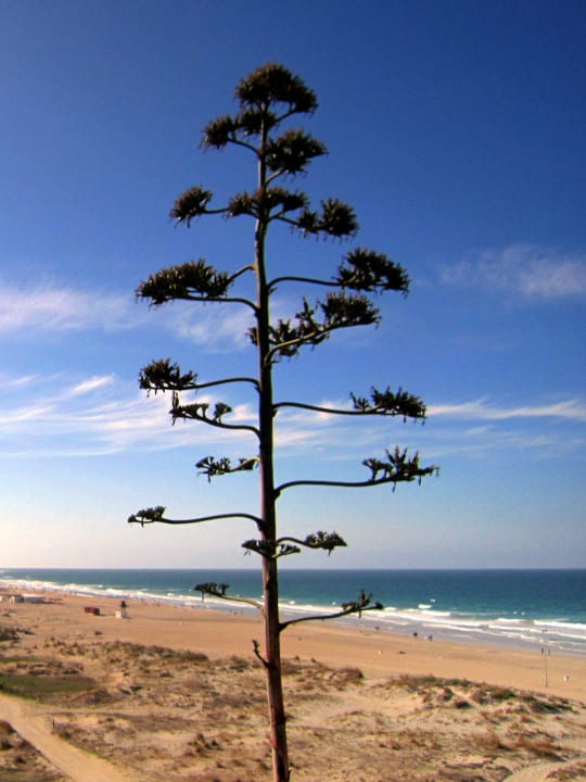 Strand Fuerte Conil-Resort